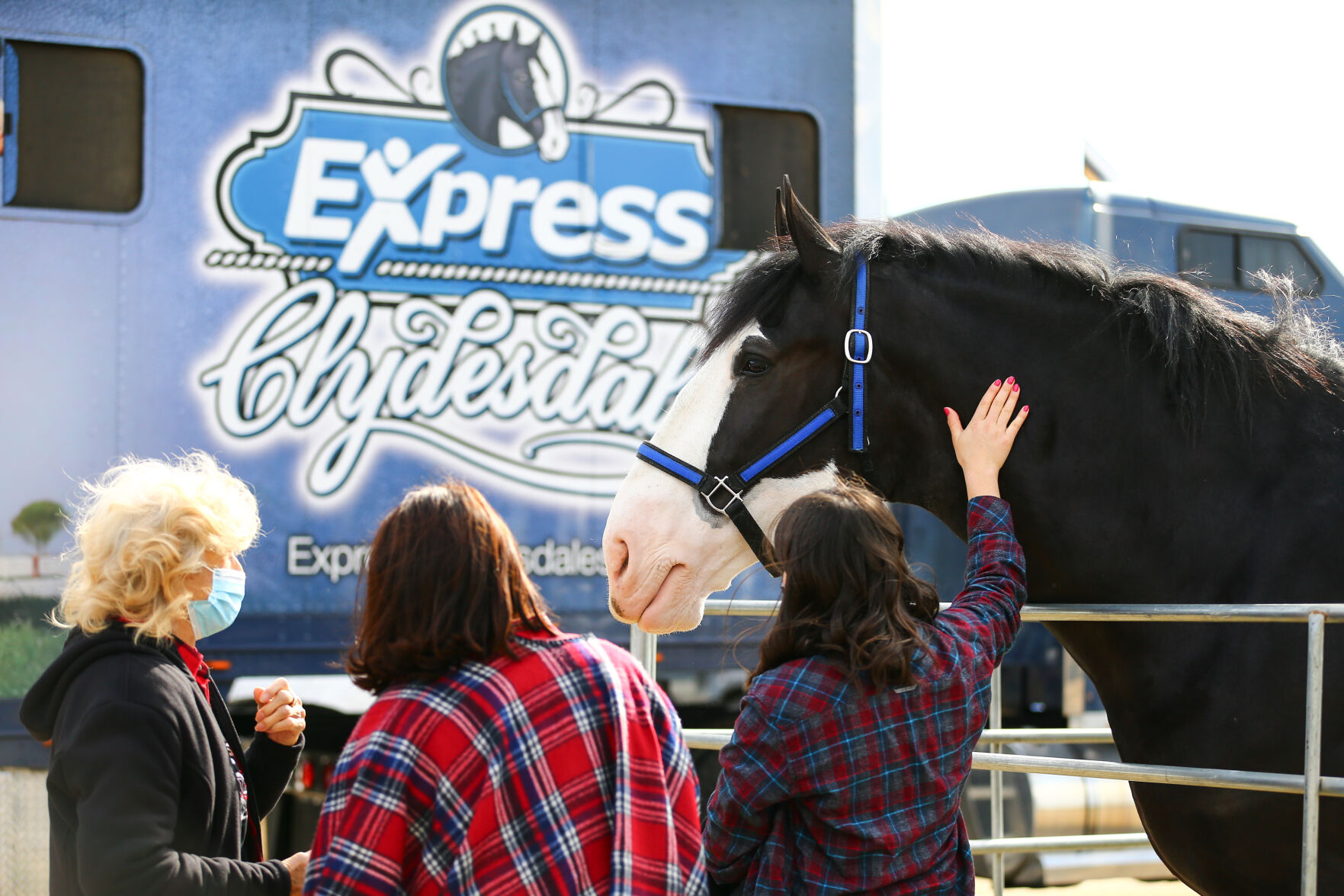 Express Clydesdales